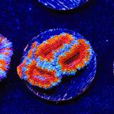 Rainbow Acan Coral