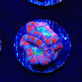 Rainbow Acan Coral
