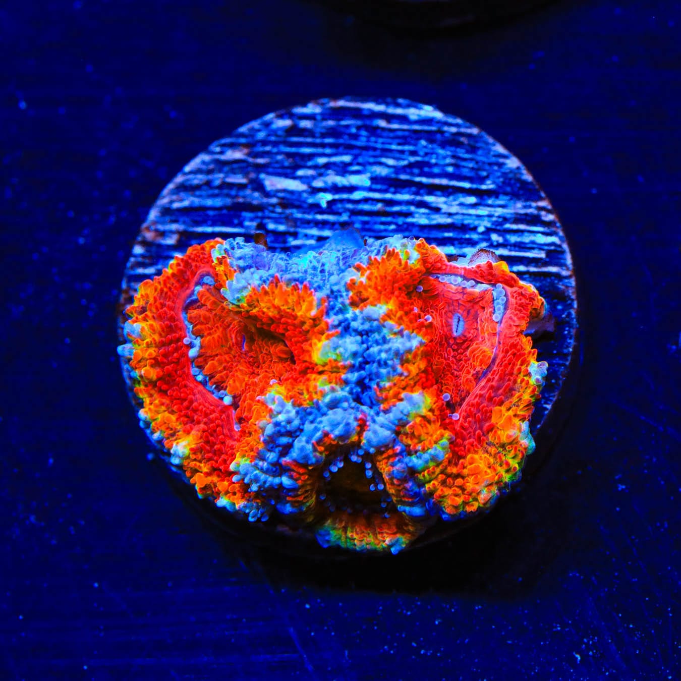 Rainbow Acan Coral