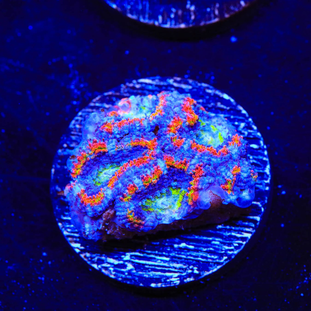 Rainbow Acan Coral
