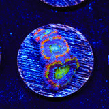 Rainbow Acan Coral