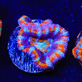 Rainbow Acan Coral