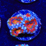 Rainbow Acan Coral