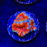 Rainbow Acan Coral