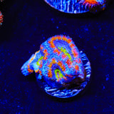 Rainbow Acan Coral