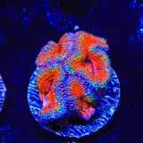 Rainbow Acan Coral