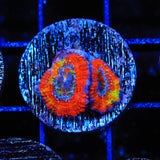 Rainbow Acan Coral