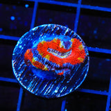 Rainbow Acan Coral