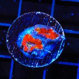 Rainbow Acan Coral