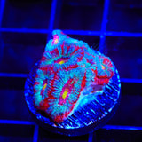 Rainbow Acan Coral