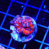 Rainbow Acan Coral