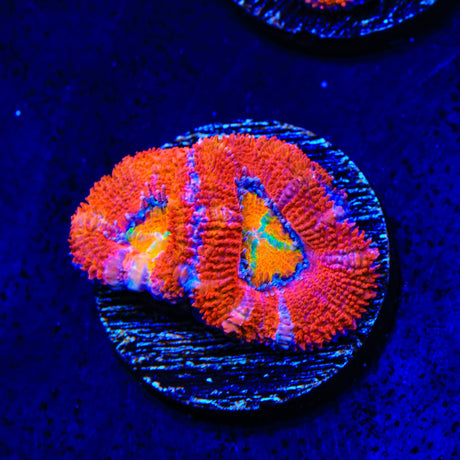 Rainbow Acan Coral
