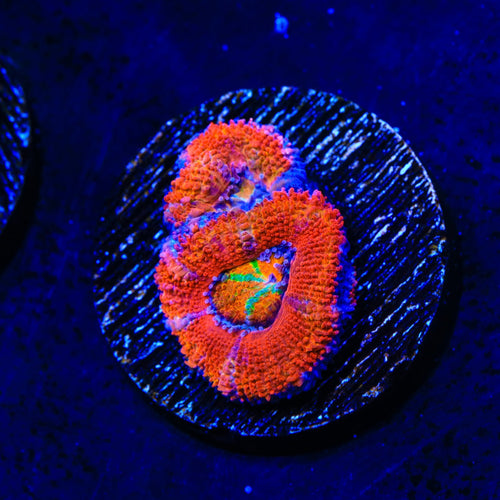 Rainbow Acan Coral