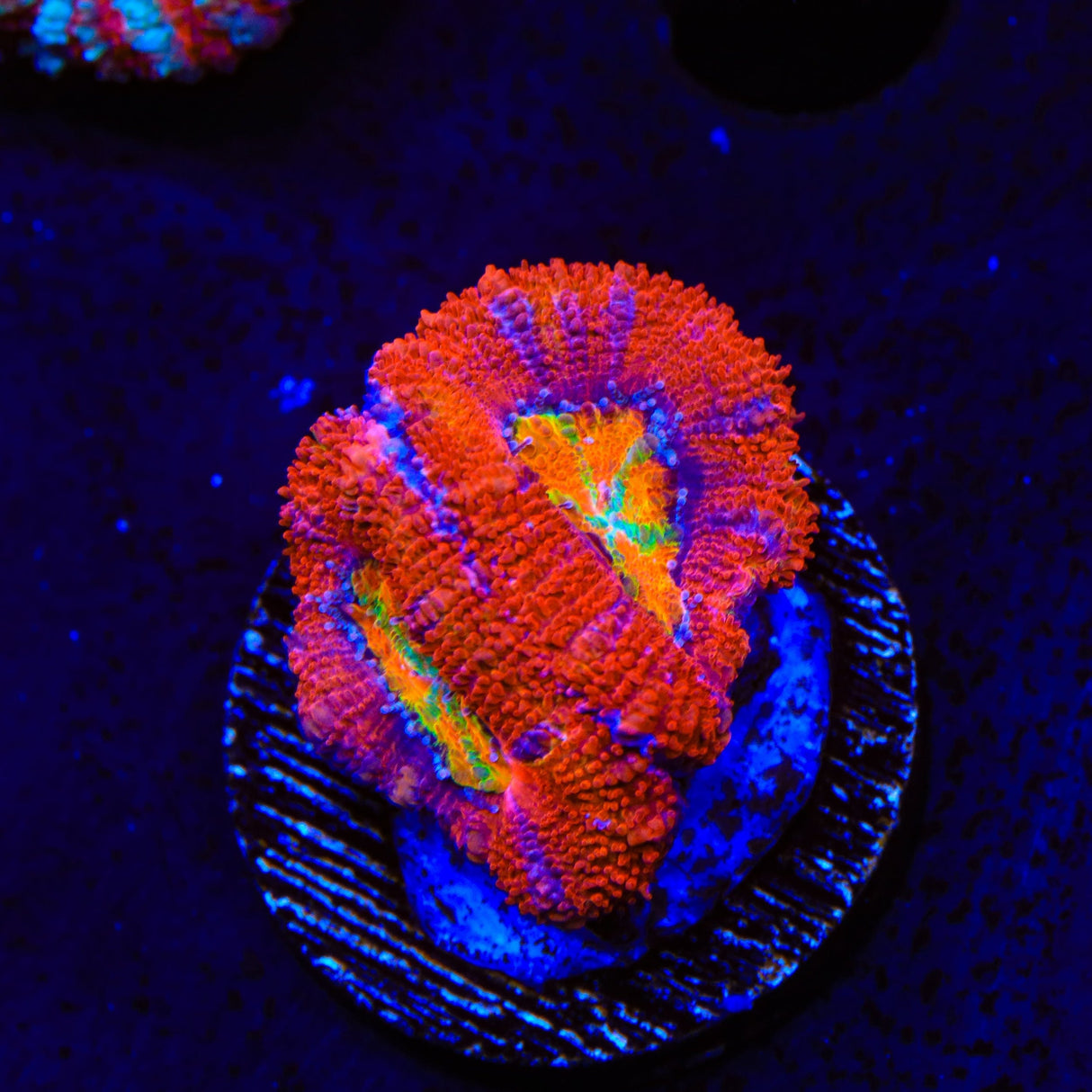 Rainbow Acan Coral