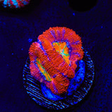 Rainbow Acan Coral