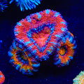 Rainbow Acan Coral