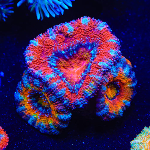 Rainbow Acan Coral