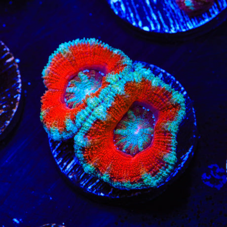 Rainbow Acan Coral