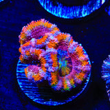 Rainbow Acan Coral