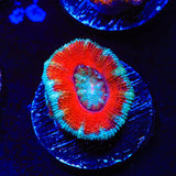 Rainbow Acan Coral
