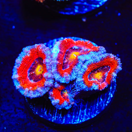 Rainbow Acan Coral
