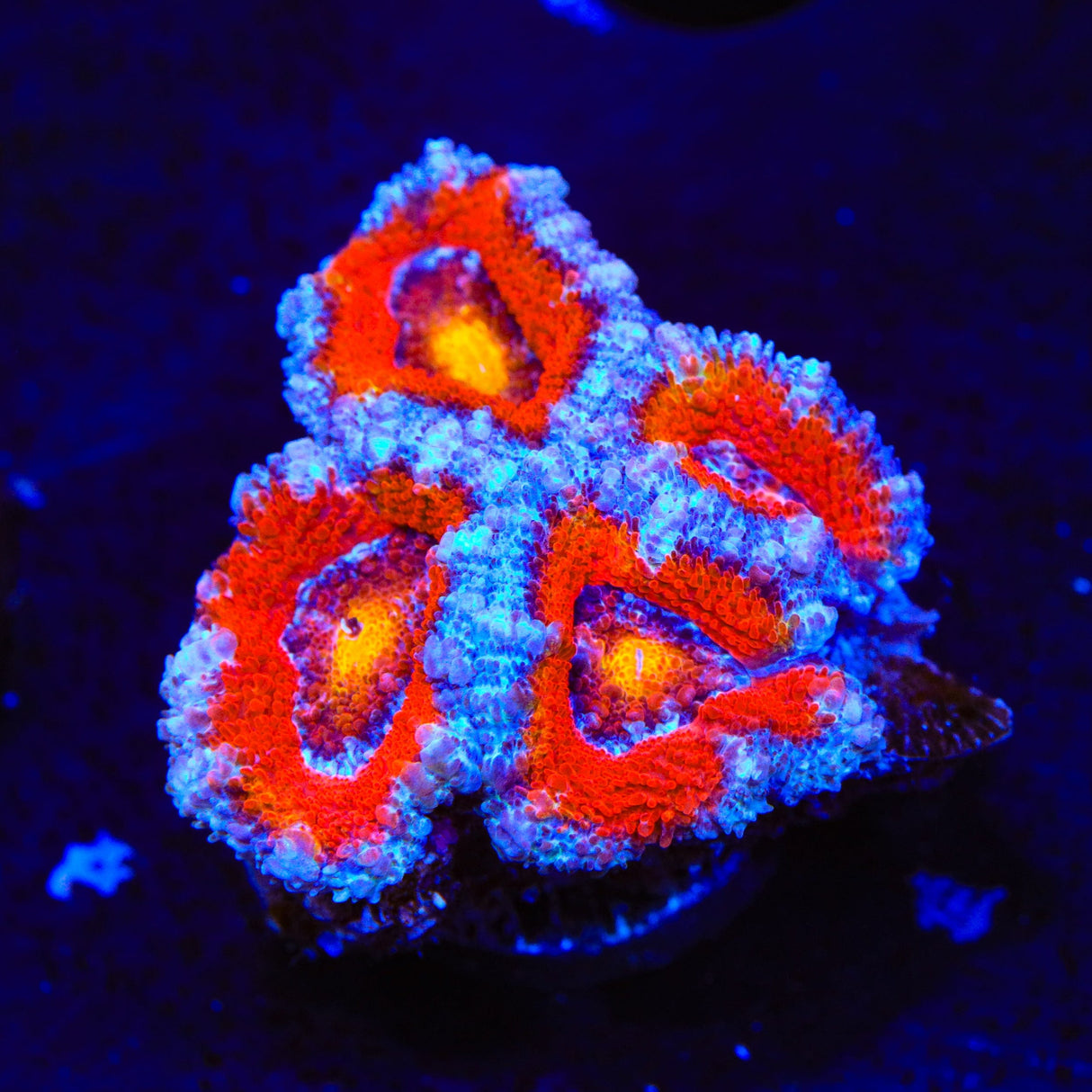 Rainbow Acan Coral