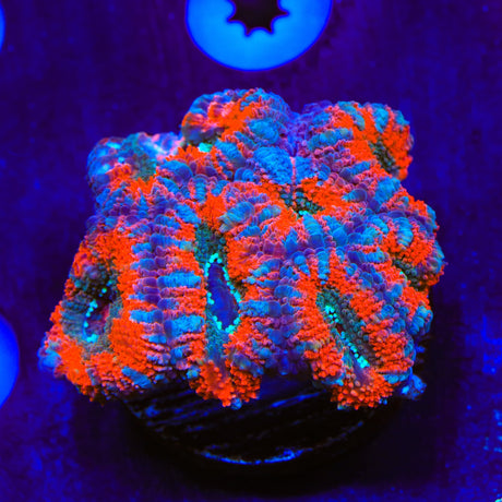 Rainbow Acan Coral