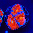 Rainbow Acan Coral