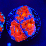Rainbow Acan Coral
