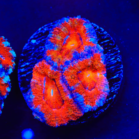 Rainbow Acan Coral