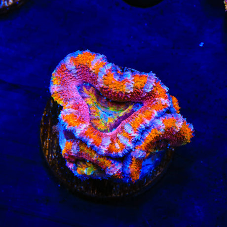 Rainbow Acan Coral