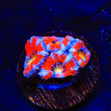 Rainbow Acan Coral