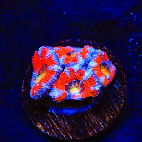 Rainbow Acan Coral