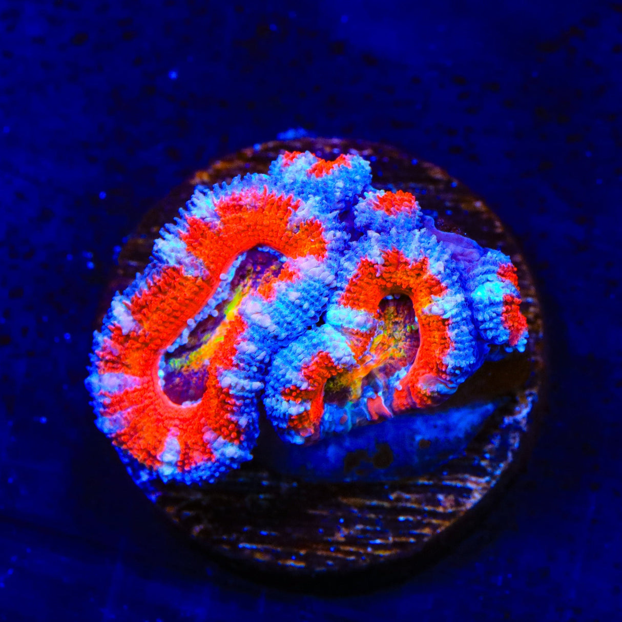 Rainbow Acan Coral