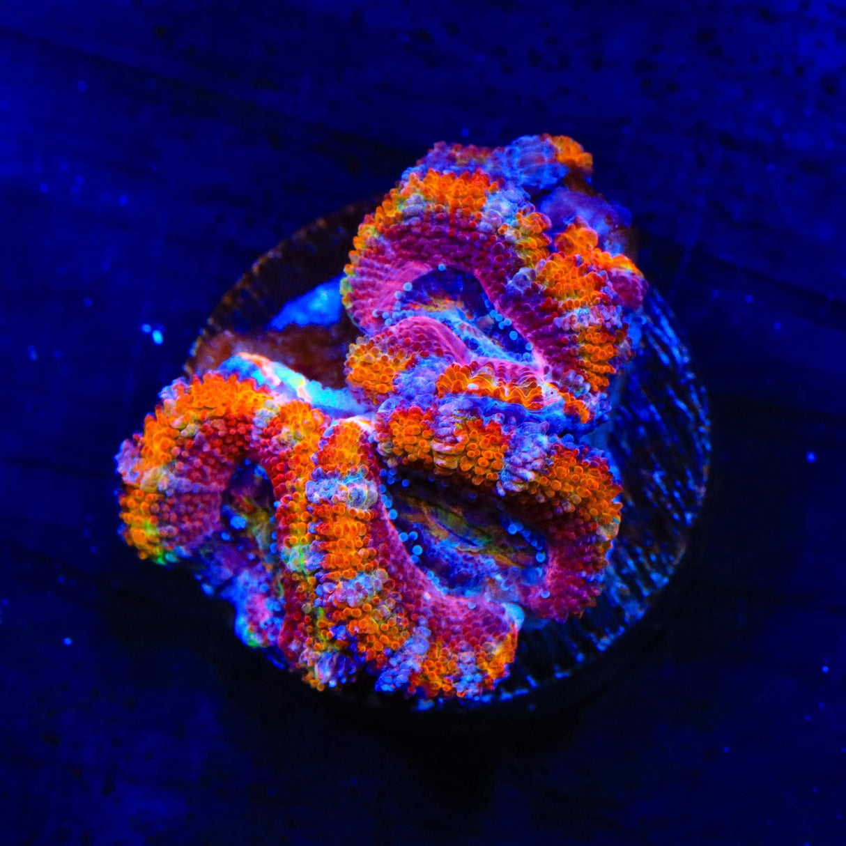 Rainbow Acan Coral