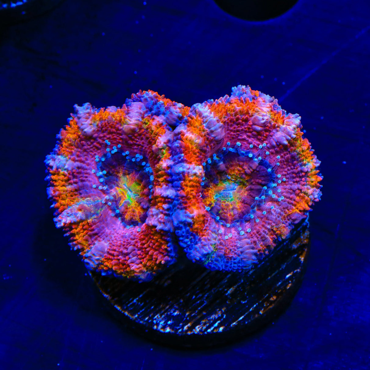 Rainbow Acan Coral