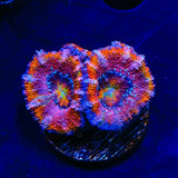 Rainbow Acan Coral