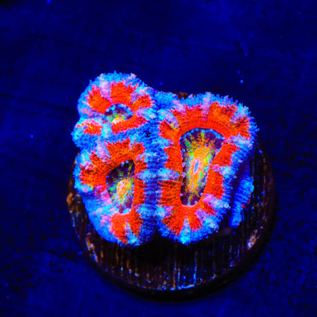 Rainbow Acan Coral