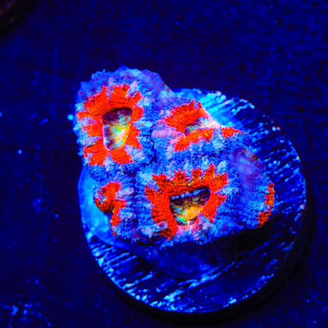 Rainbow Acan Coral