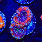 Rainbow Acan Coral