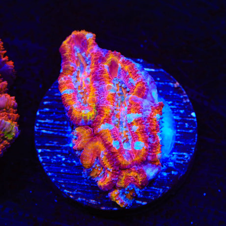 Rainbow Acan Coral