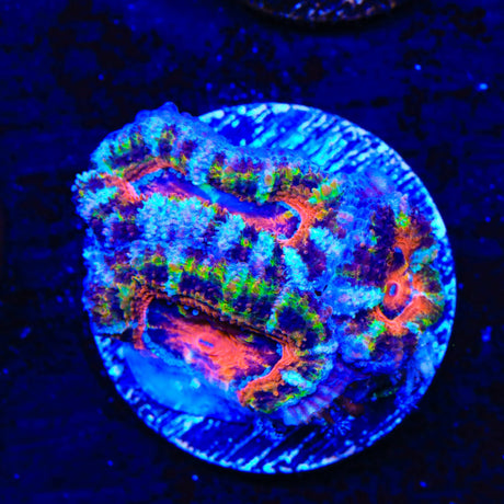 Rainbow Acan Coral