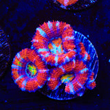 Rainbow Acan Coral