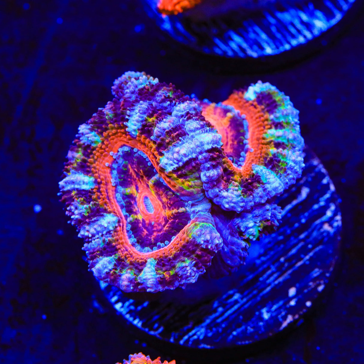 Rainbow Acan Coral