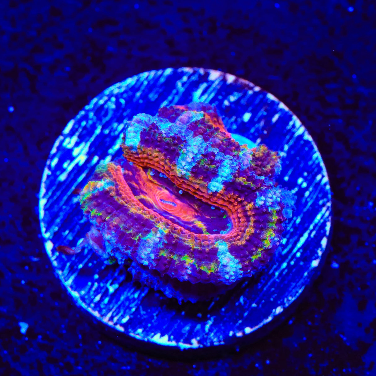 Rainbow Acan Coral