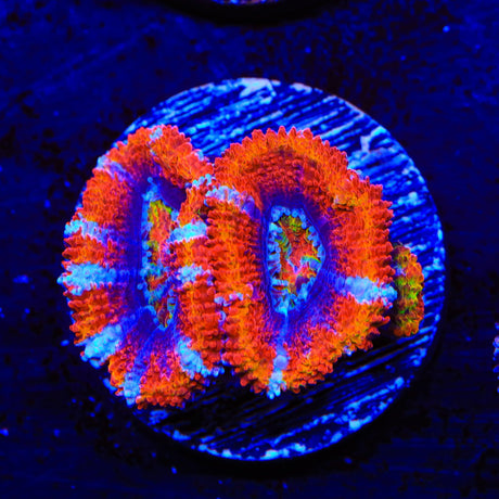 Rainbow Acan Coral