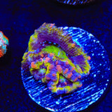 Rainbow Acan Coral