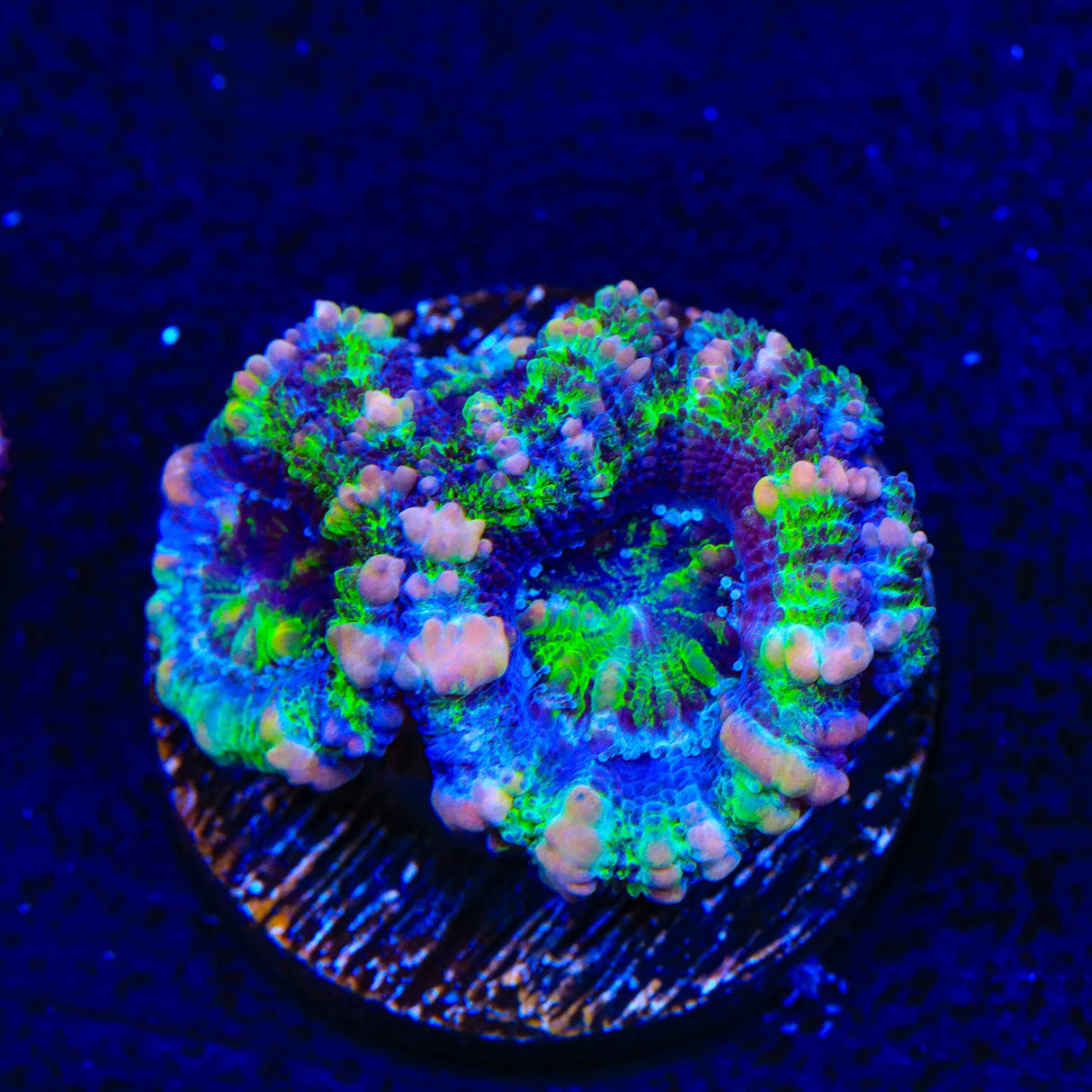 Rainbow Acan Coral