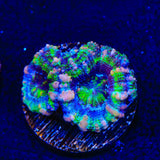 Rainbow Acan Coral