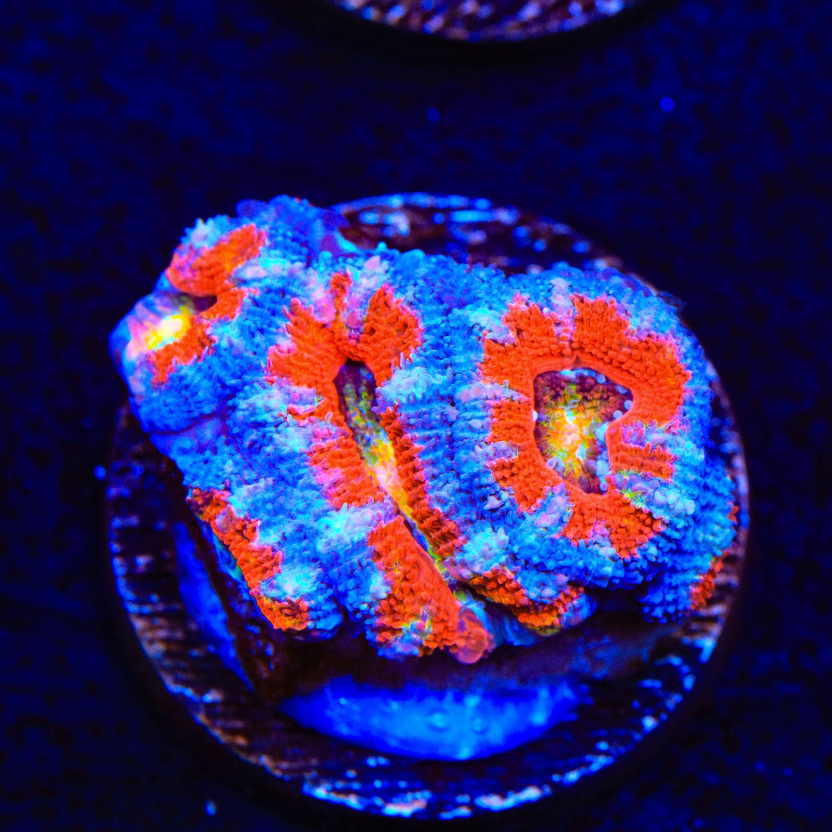 Rainbow Acan Coral